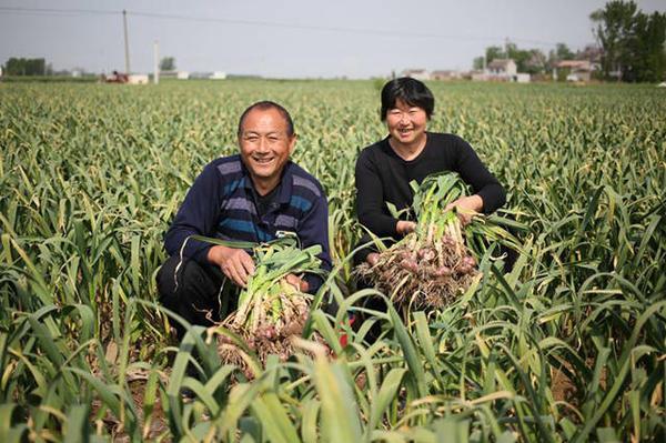 杞县大蒜价格最新动态解析