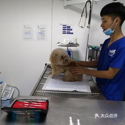 镇海宠物医院，宠物健康的守护者与温馨港湾