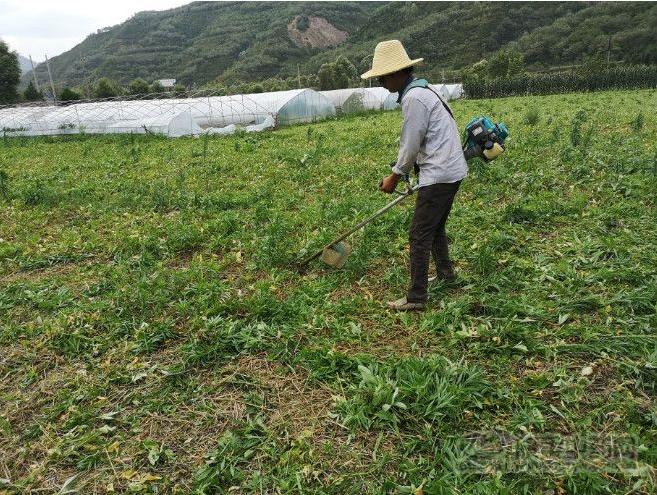 天麻最新价格动态与市场分析综述